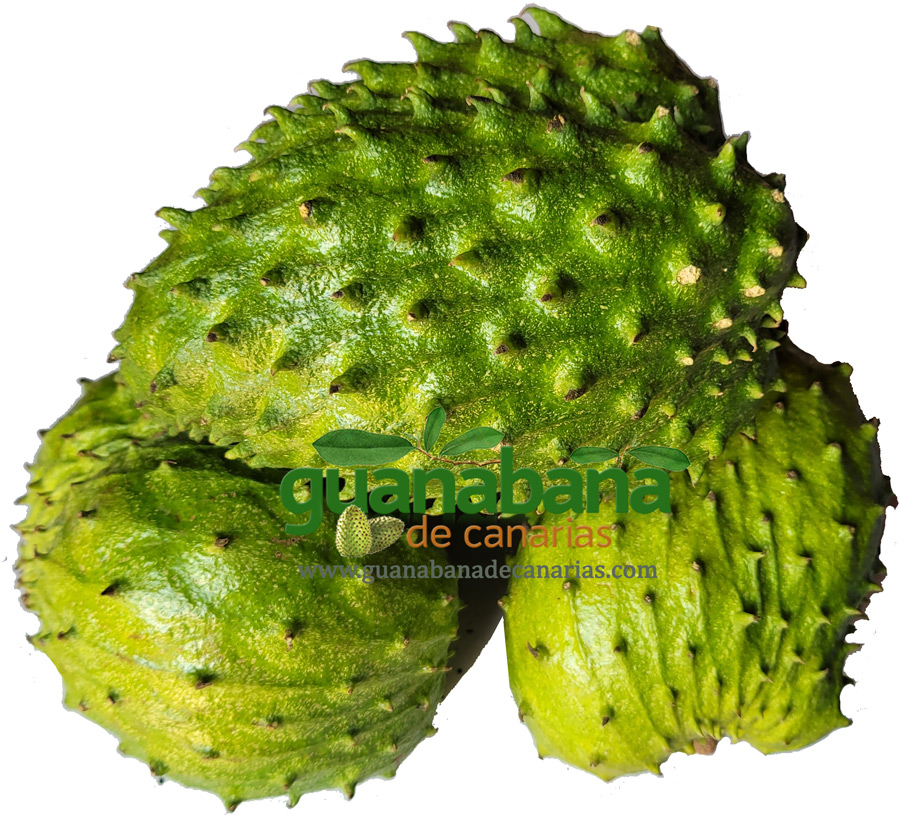 Fruta Guanabana Ecológica