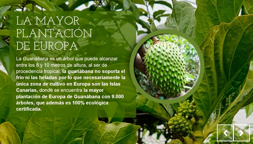 GUANABANA PLANTACION