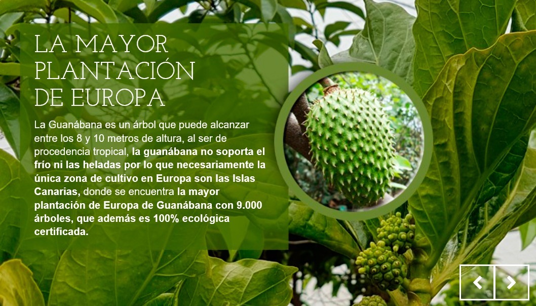 GUANABANA PLANTACION